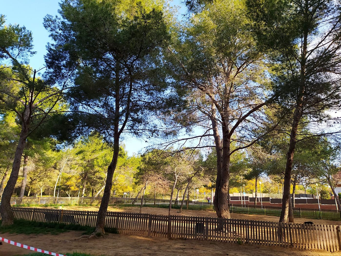 Pineda mediterrània en un parc, on apareix la processionària del pi